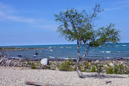 Birch Tree On Edge Of Lake Huron In Morning Sun