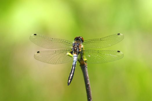 Chalk-fronted Corporal Dragonfly On End Of Branch