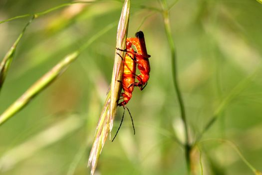 Common Red Soldier Beetle mating