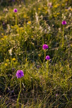 meadow in blossom, Aveyron D�partement, France