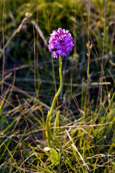 flower on meadow, Aveyron D�partement, France