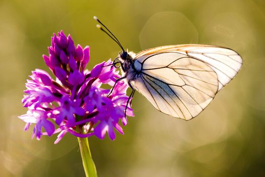 butterfly with flower, D�partement Aveyron, France