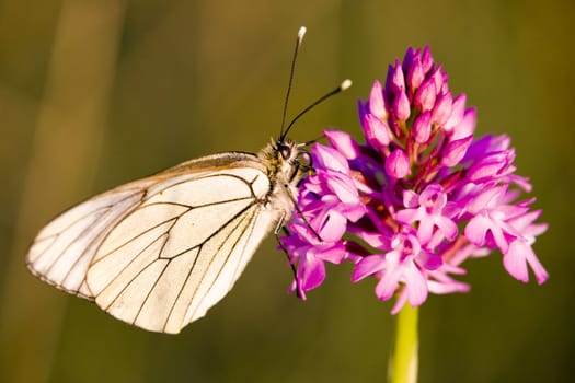 butterfly with flower, D�partement Aveyron, France