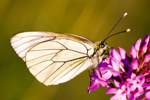 butterfly with flower, D�partement Aveyron, France