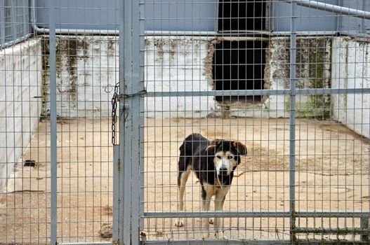 Caged dog guarding the entrance of an abandoned warehouse.
