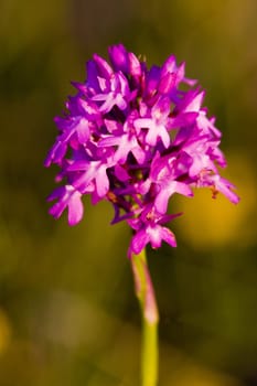 flower''s detail, Aveyron D�partement, France