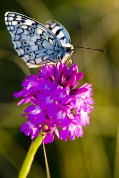 butterfly with flower, D�partement Aveyron, France