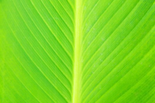 Texture of a green leaf as background