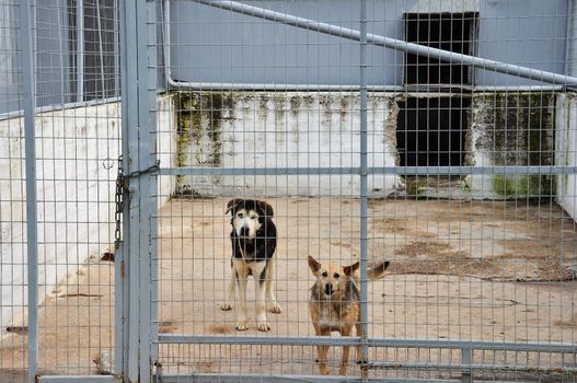 Caged dogs guarding the entrance of an abandoned warehouse.
