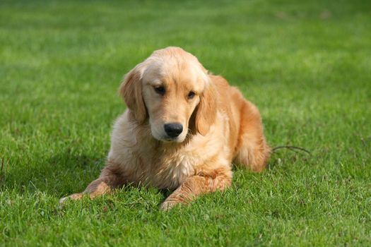 Golden Retriever Dog on grass and water