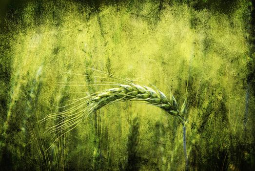 Close up shot of a green wheat field at spring