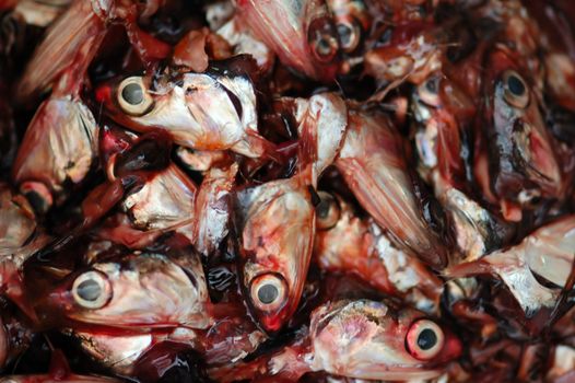 Pile of cut off fish heads. Abstract background.