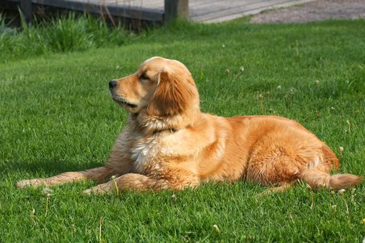 Golden Retriever Dog on grass and water