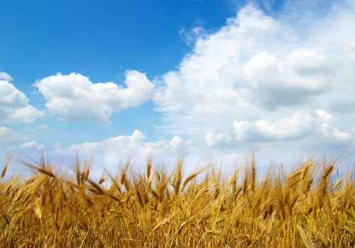 Wheat ears against the blue  sky