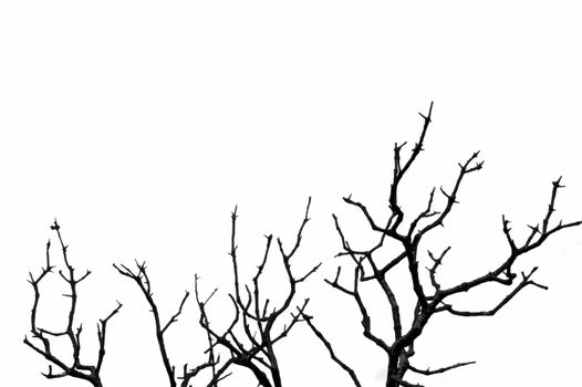 Leafless deciduous tree silhouette. Black and white.