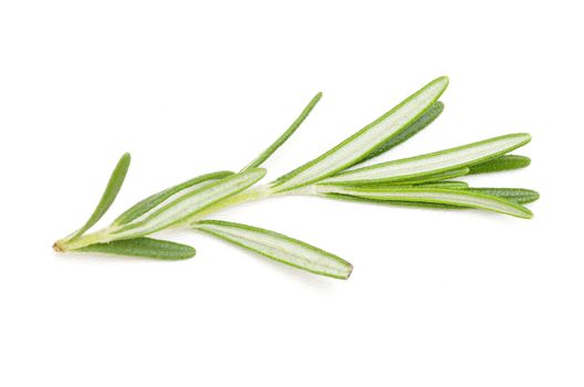 fresh rosemary isolated on white
