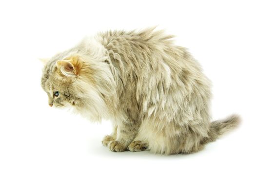 domestic cat isolated on a white background