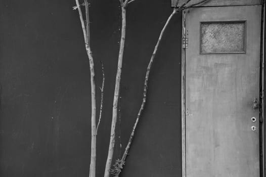 Tree branches and abandoned house door. Black and white.