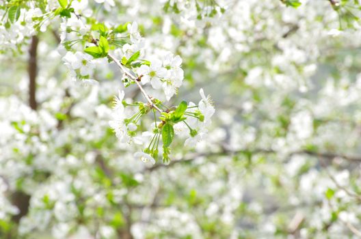  Close up of the spring cherry flowers    