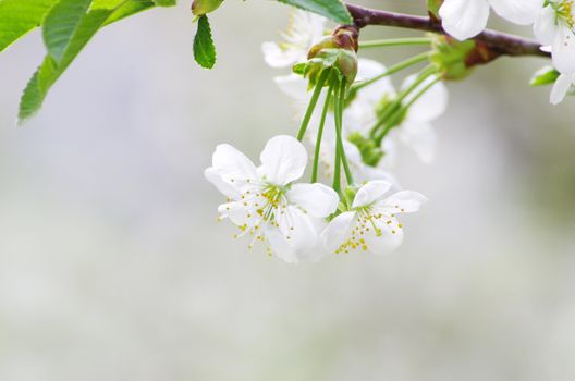  Close up of the spring cherry flowers    
