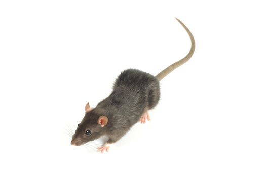 funny rat  isolated on white background