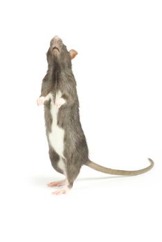 funny rat  isolated on white background