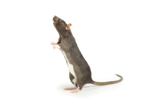 funny rat  isolated on white background