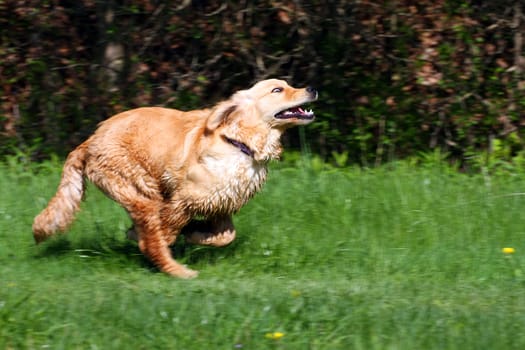 Golden Retriever Dog on grass and water