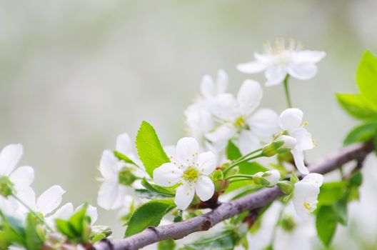  Close up of the spring cherry flowers    