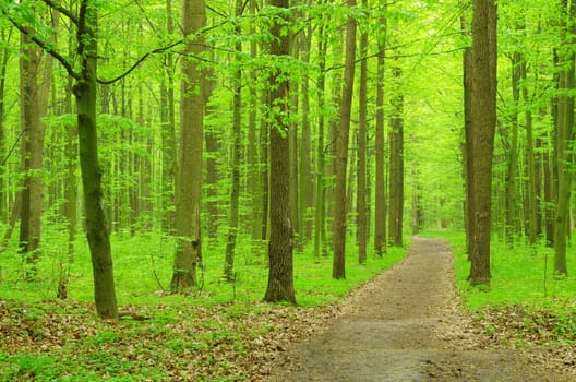 a path is in the green forest