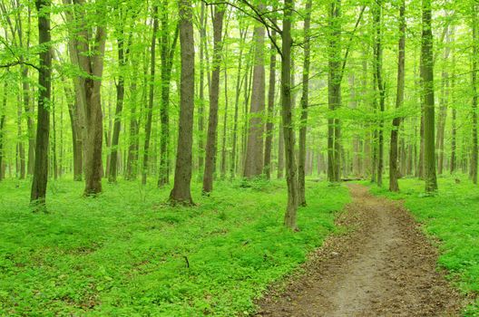 a path is in the green forest