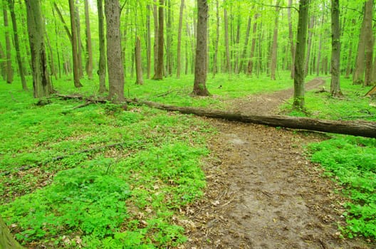 a path is in the green forest