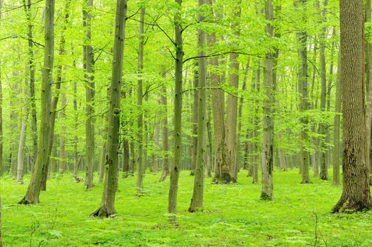 green forest background in a sunny day