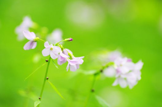 spring flowers on the field