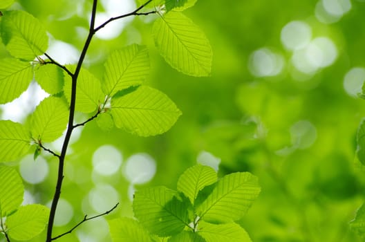 green leaves background in sunny day