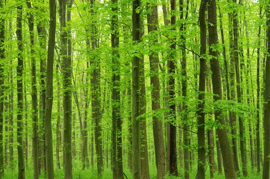 green forest background in a sunny day