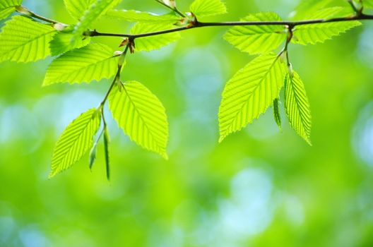 spring green leaves background in a sunny day