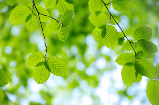 green leaves background in sunny day