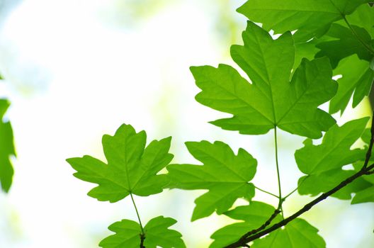 green leaves background in sunny day