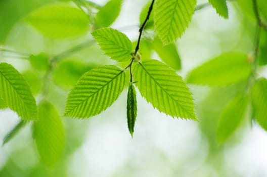 green leaves background in sunny day