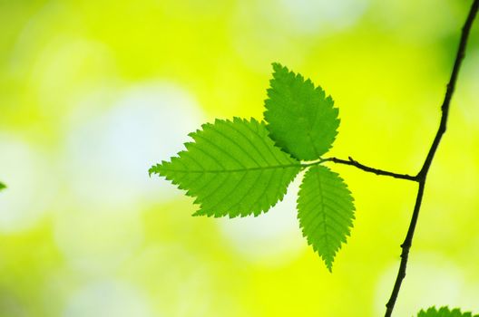 spring green leaves background in a sunny day