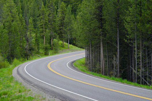 Scenic US Highway 191 and Lodgepole Pine forest, Grand Teton National Park, Teton County, Wyoming, USA