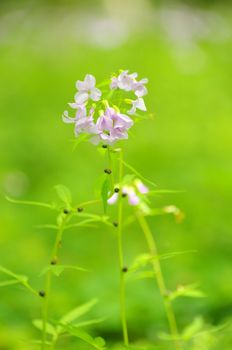 spring flowers on the field