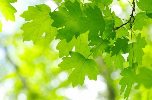 spring green leaves background in a sunny day