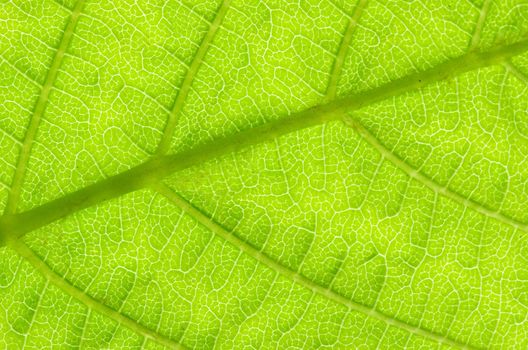 structure of leaf natural background
