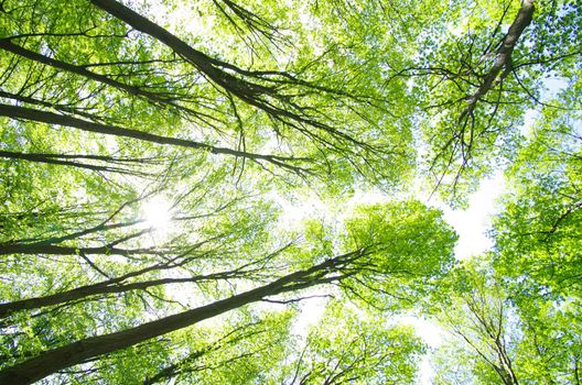 green forest background in a sunny day