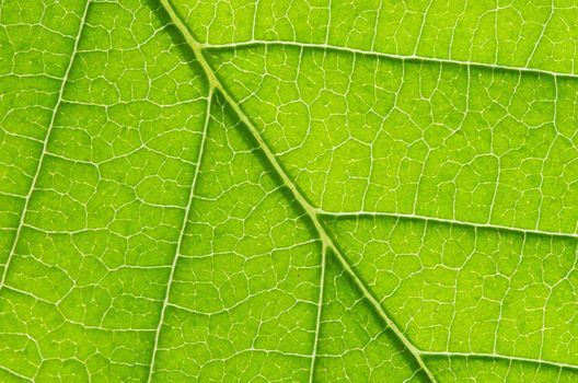 structure of leaf natural background