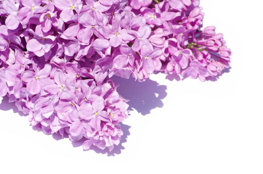 lilac flower isolated on white background