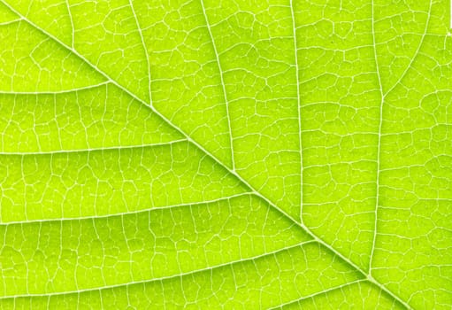 structure of leaf natural background