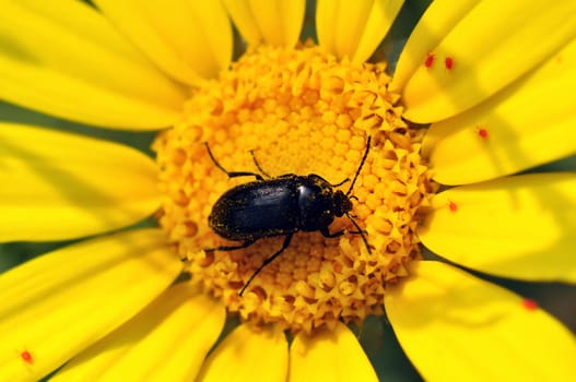 Small insect covered in pollen from blooming flower.